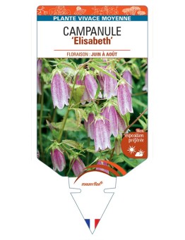 CAMPANULA Elizabeth