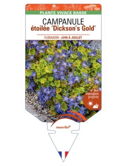 CAMPANULA étoilée Dicksons Gold
