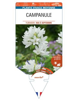 CAMPANULA GLOMERATA (blanc)