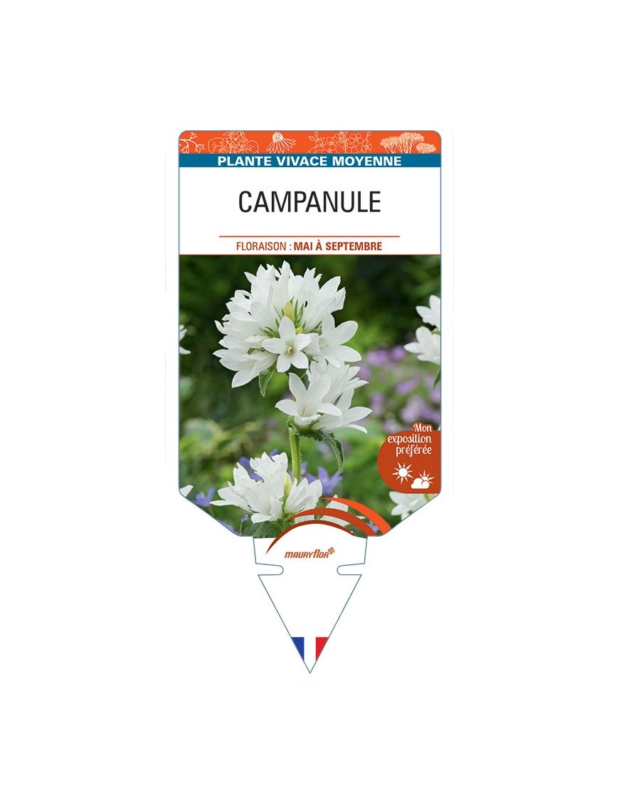 CAMPANULA GLOMERATA (blanc)
