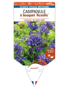CAMPANULA glomerata Acaulis voir Campanule à bouquet