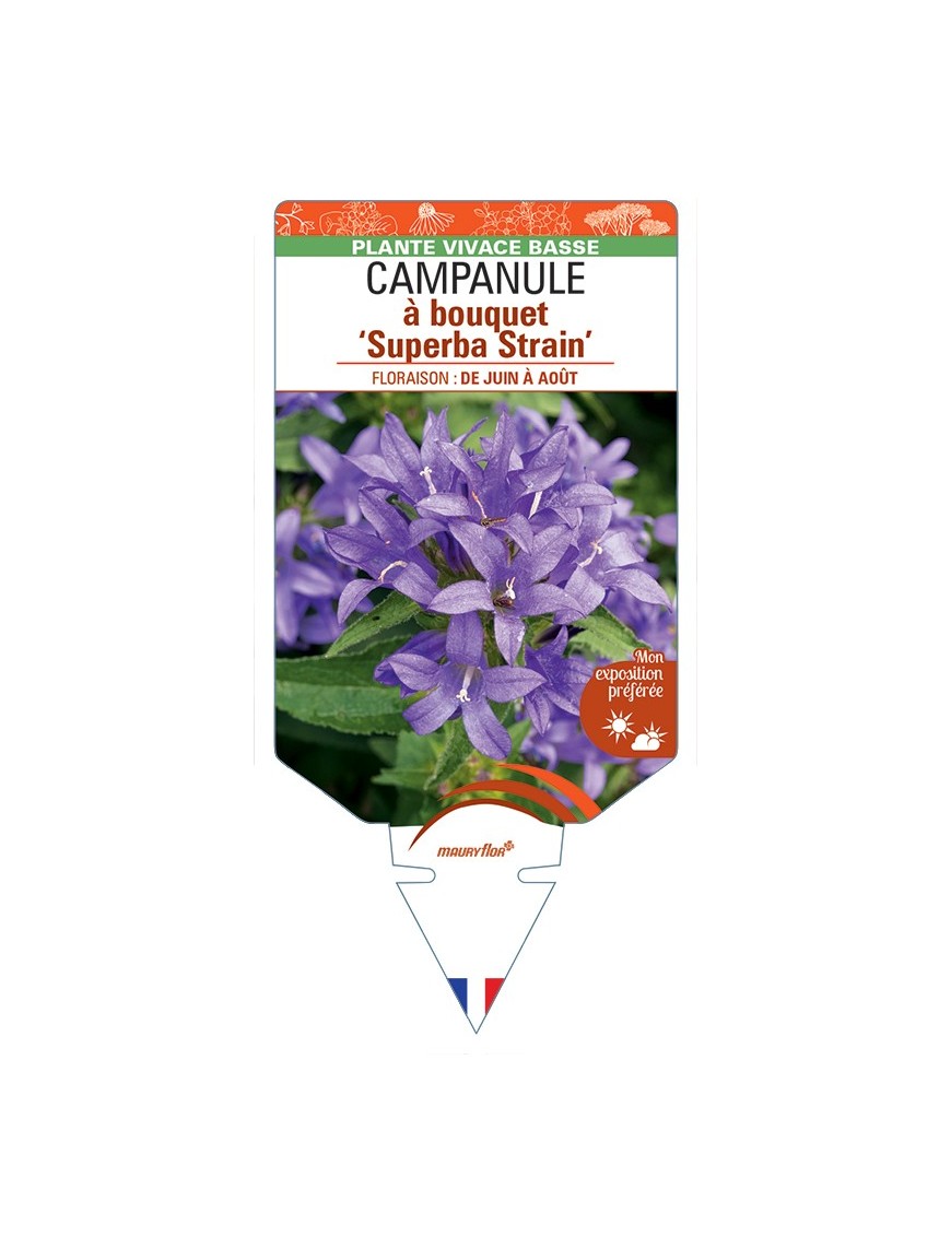 CAMPANULA glomerata Superba Strain voir Campanule à bouquet