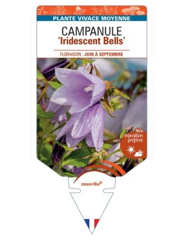 CAMPANULA Iridescent Bells