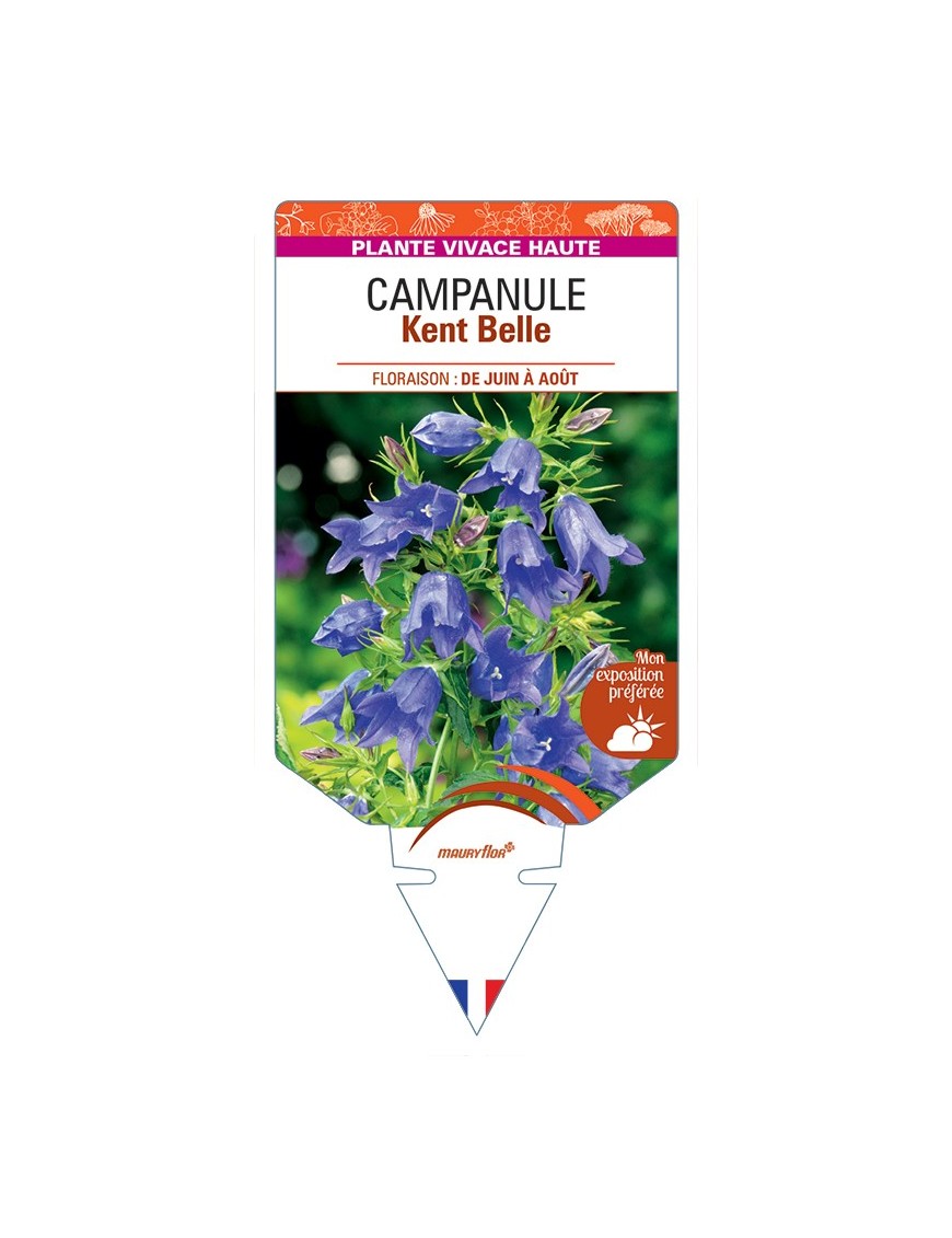 CAMPANULA Kent Belle