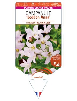 CAMPANULA lactiflora Loddon Anna voir Campanule