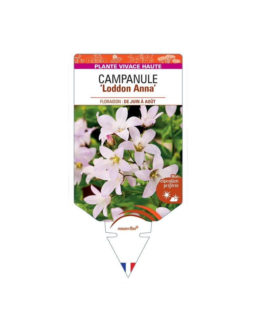CAMPANULA lactiflora Loddon Anna voir Campanule