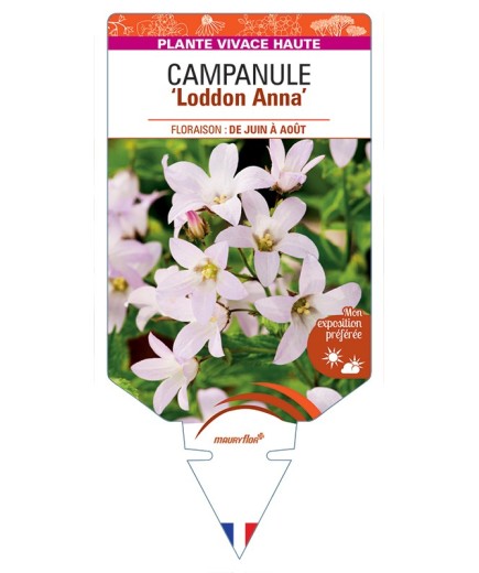 CAMPANULA lactiflora Loddon Anna voir Campanule