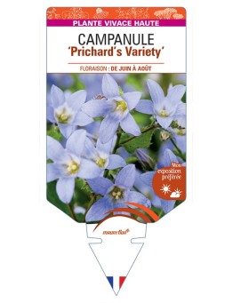 CAMPANULA lactiflora Prichard's Variety voir Campanule