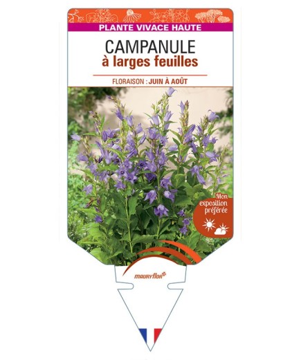 CAMPANULA LATIFOLIA MACRANTHA voir Campanule à larges feuilles