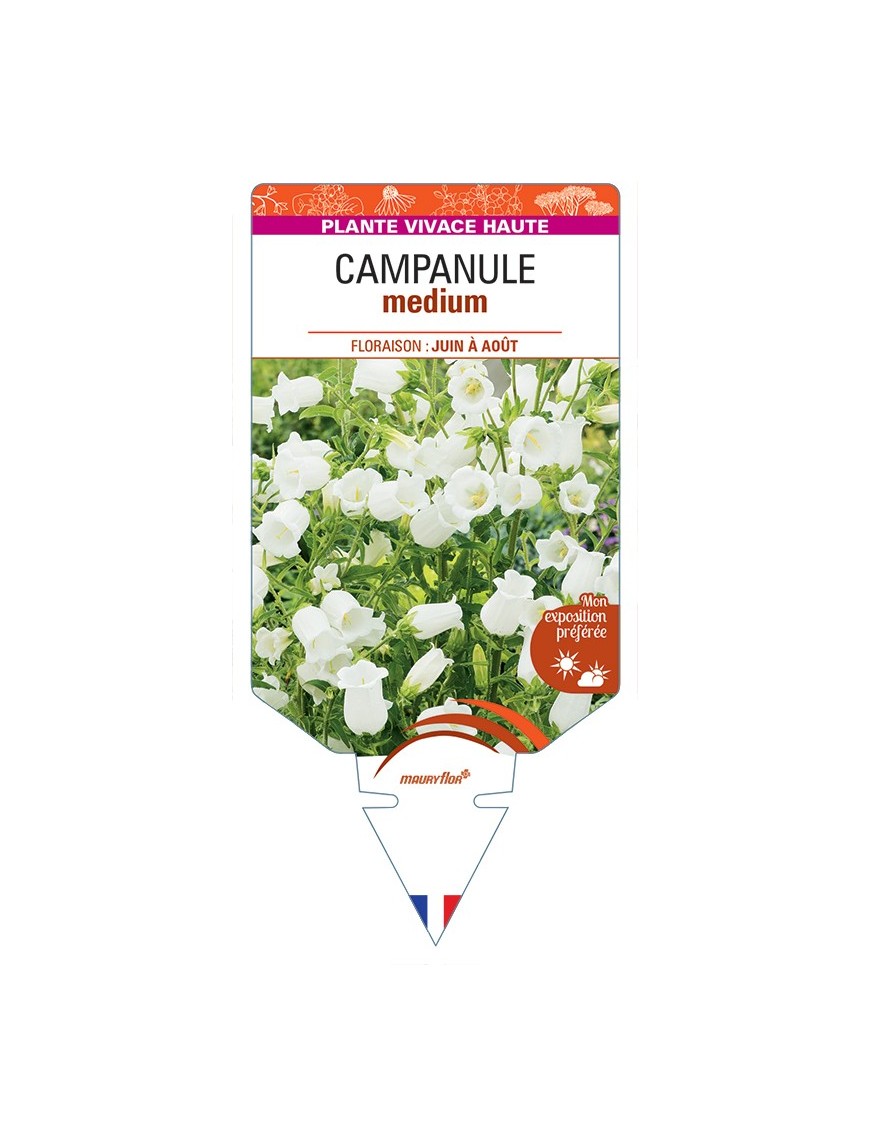 CAMPANULA medium (blanche)