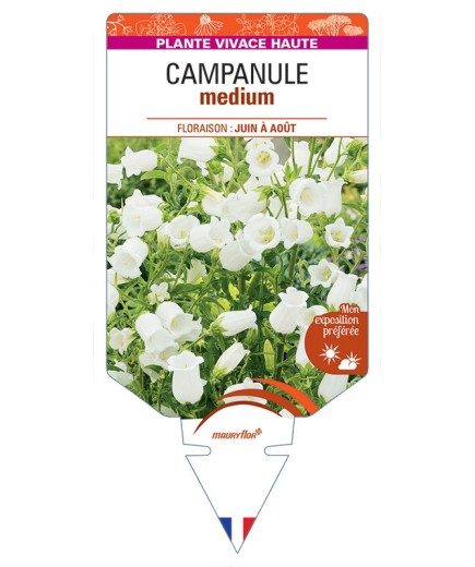 CAMPANULA medium (blanche)
