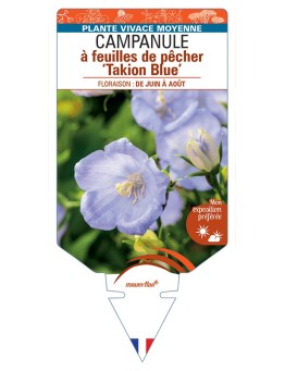CAMPANULA persicifolia Takion Blue voir Campanule à feuilles de pêcher