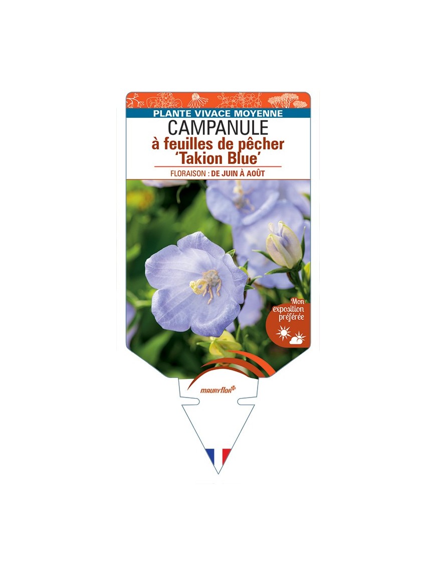 CAMPANULA persicifolia Takion Blue voir Campanule à feuilles de pêcher