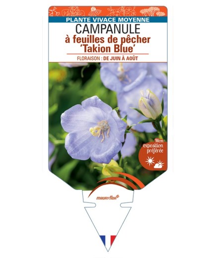 CAMPANULA persicifolia Takion Blue voir Campanule à feuilles de pêcher