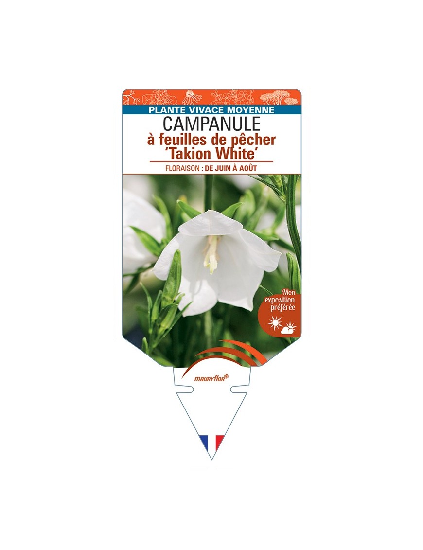 CAMPANULA persicifolia Takion White voir Campanule à feuilles de pêcher