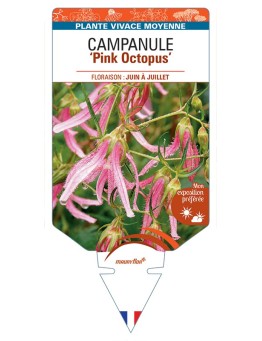 CAMPANULA Pink Octopus