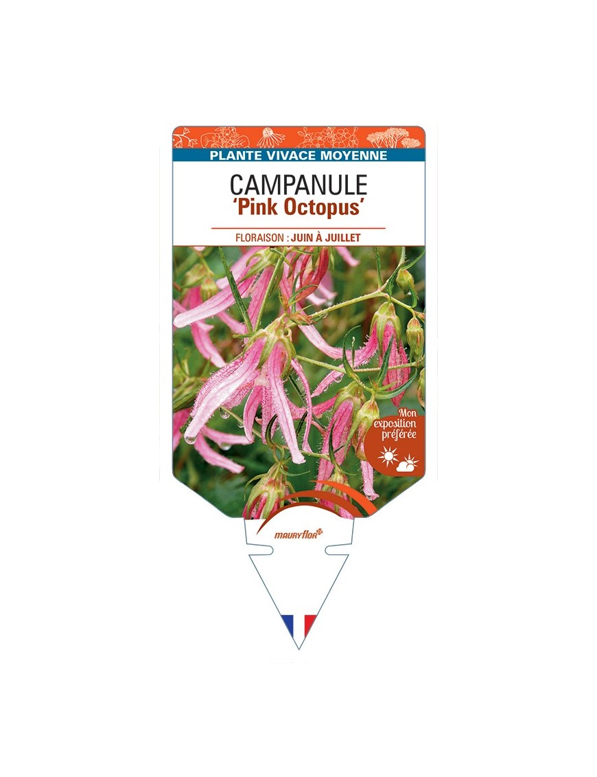 CAMPANULA Pink Octopus