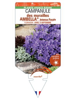 CAMPANULA portenschlagiana AMBELLA® Intense Purple voir Campanule des murailles