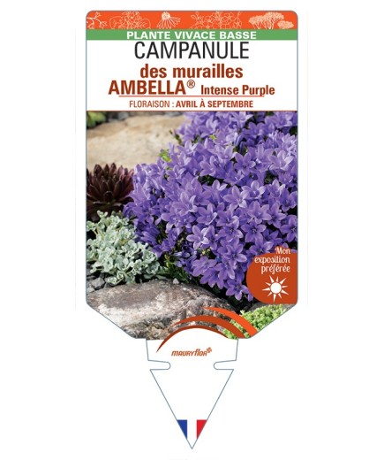 CAMPANULA portenschlagiana AMBELLA® Intense Purple voir Campanule des murailles