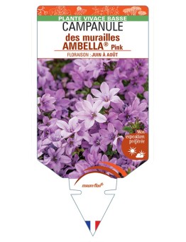 CAMPANULA portenschlagiana AMBELLA® Pink voir Campanule des murailles