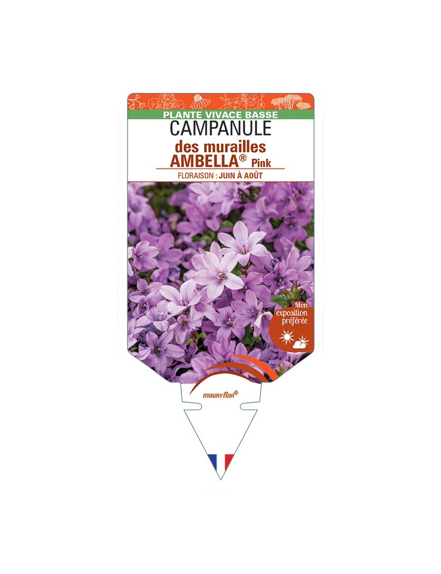 CAMPANULA portenschlagiana AMBELLA® Pink voir Campanule des murailles