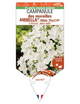 CAMPANULA portenschlagiana AMBELLA® White voir Campanule des murailles