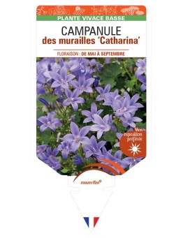 CAMPANULA portenschlagiana Catharina voir Campanule des murailles