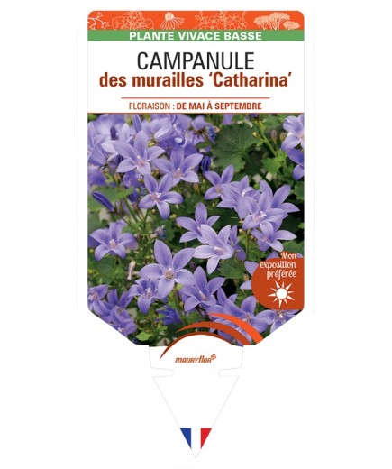 CAMPANULA portenschlagiana Catharina voir Campanule des murailles