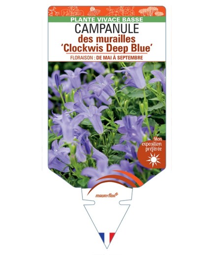 CAMPANULA portenschlagiana Clockwis Deep Blue voir Campanule des murailles