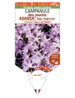 CAMPANULA poscharskyana ADANSA® Pink voir Campanule des murets
