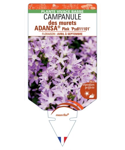 CAMPANULA poscharskyana ADANSA® Pink voir Campanule des murets