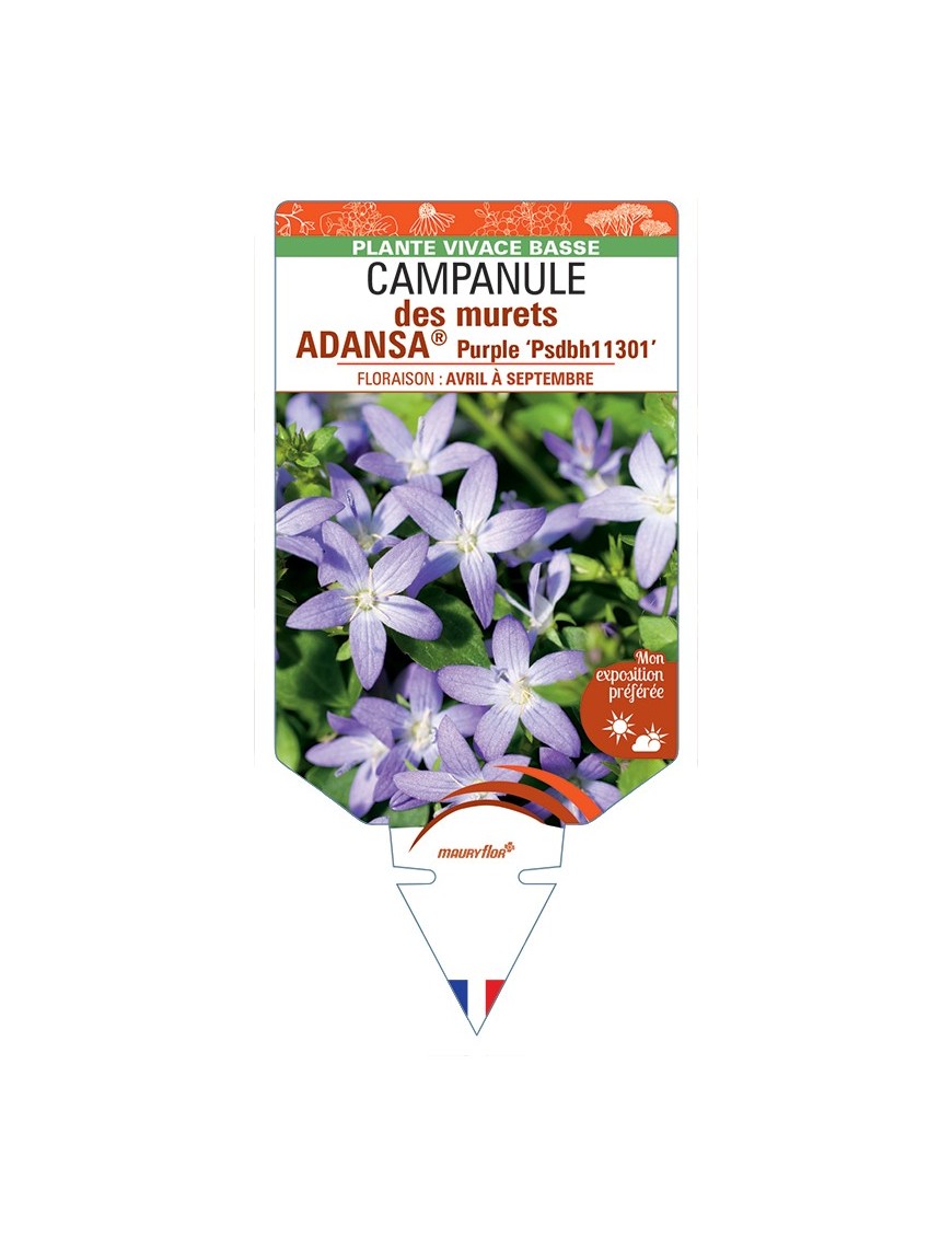 CAMPANULA poscharskyana ADANSA® Purple voir Campanule des murets