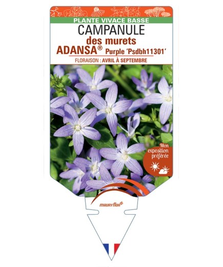 CAMPANULA poscharskyana ADANSA® Purple voir Campanule des murets