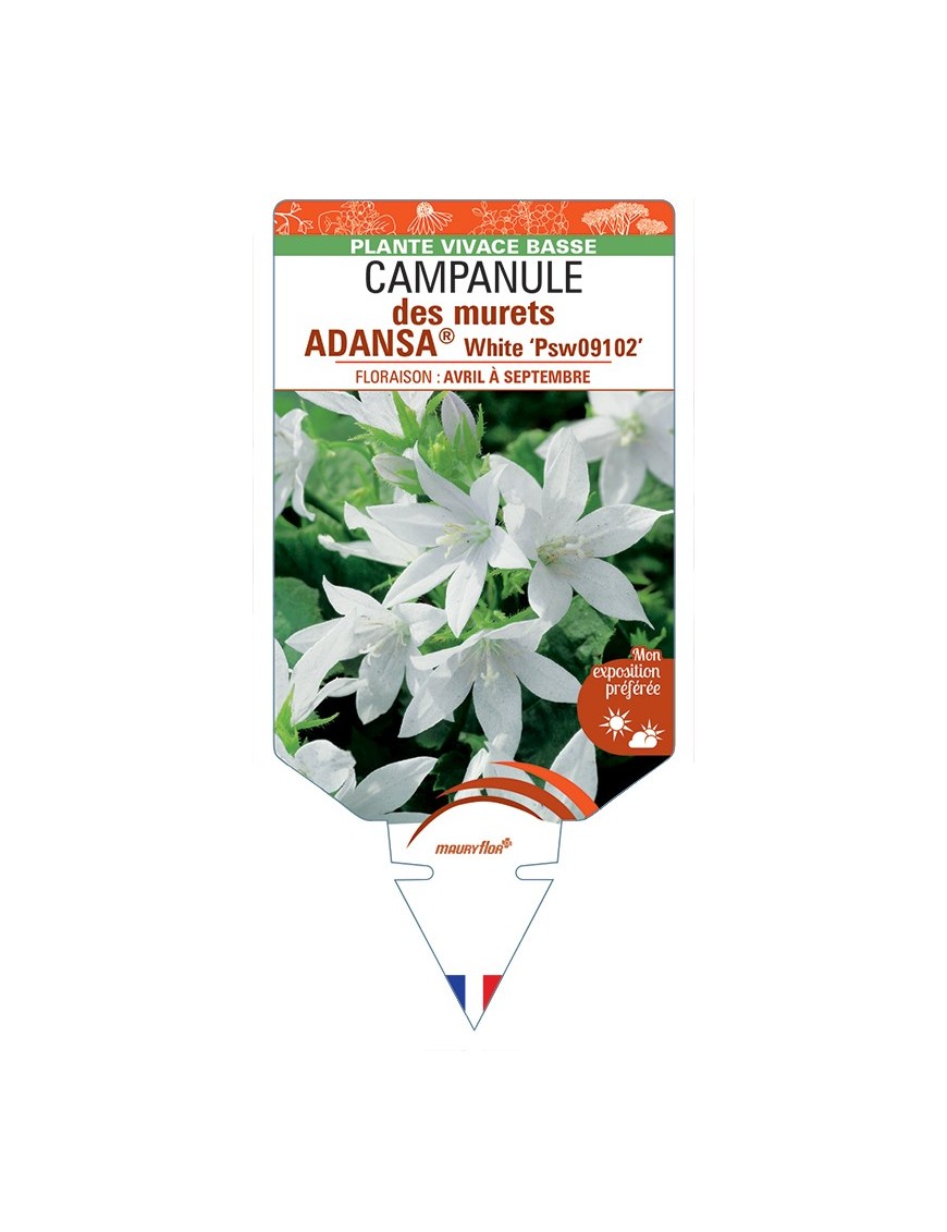 CAMPANULA poscharskyana ADANSA® White voir Campanule des murets