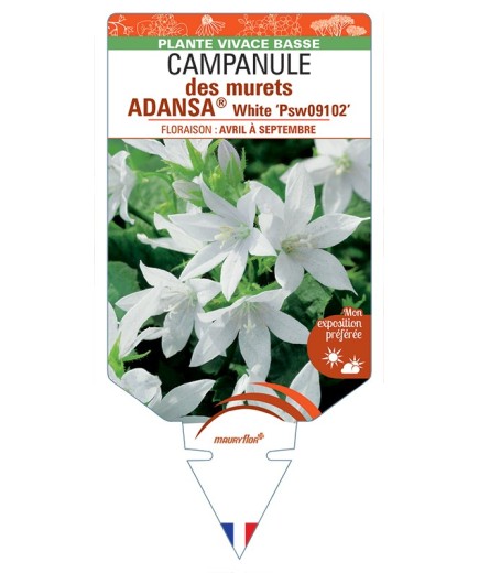 CAMPANULA poscharskyana ADANSA® White voir Campanule des murets