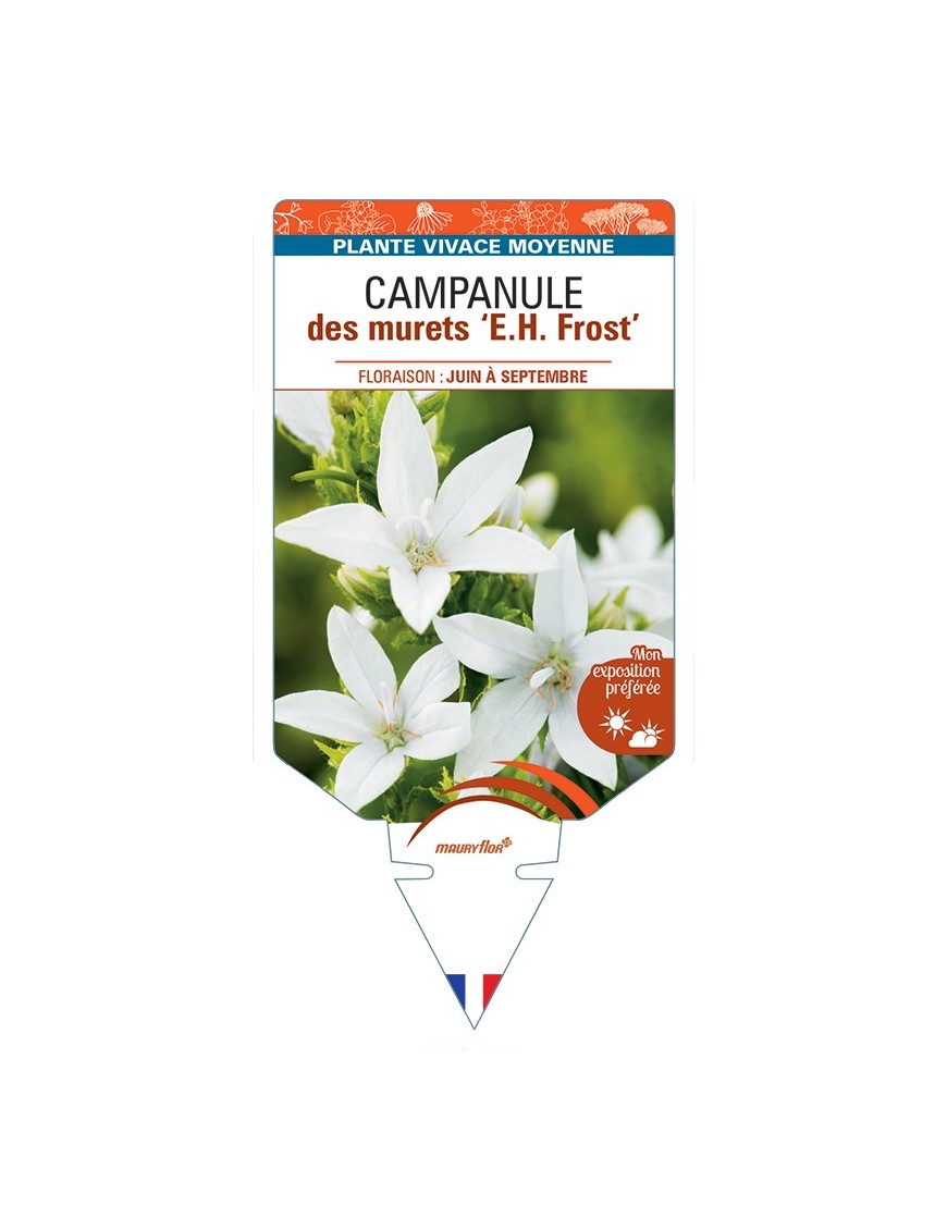 CAMPANULA poscharskyana E. H. Frost voir Campanule des murets