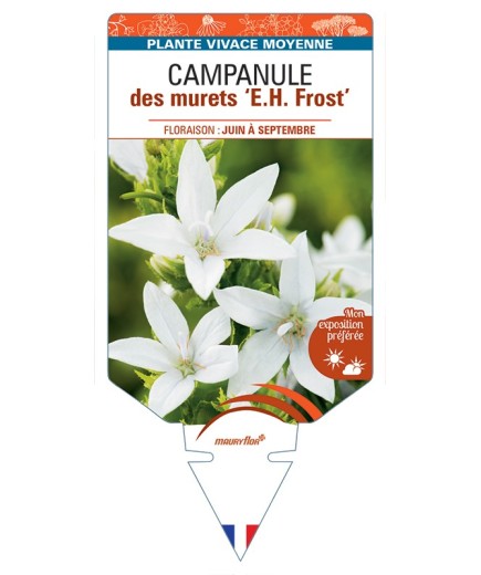 CAMPANULA poscharskyana E. H. Frost voir Campanule des murets