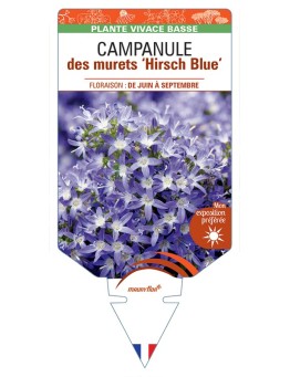 CAMPANULA poscharskyana Hirsch Blue voir Campanule des murets