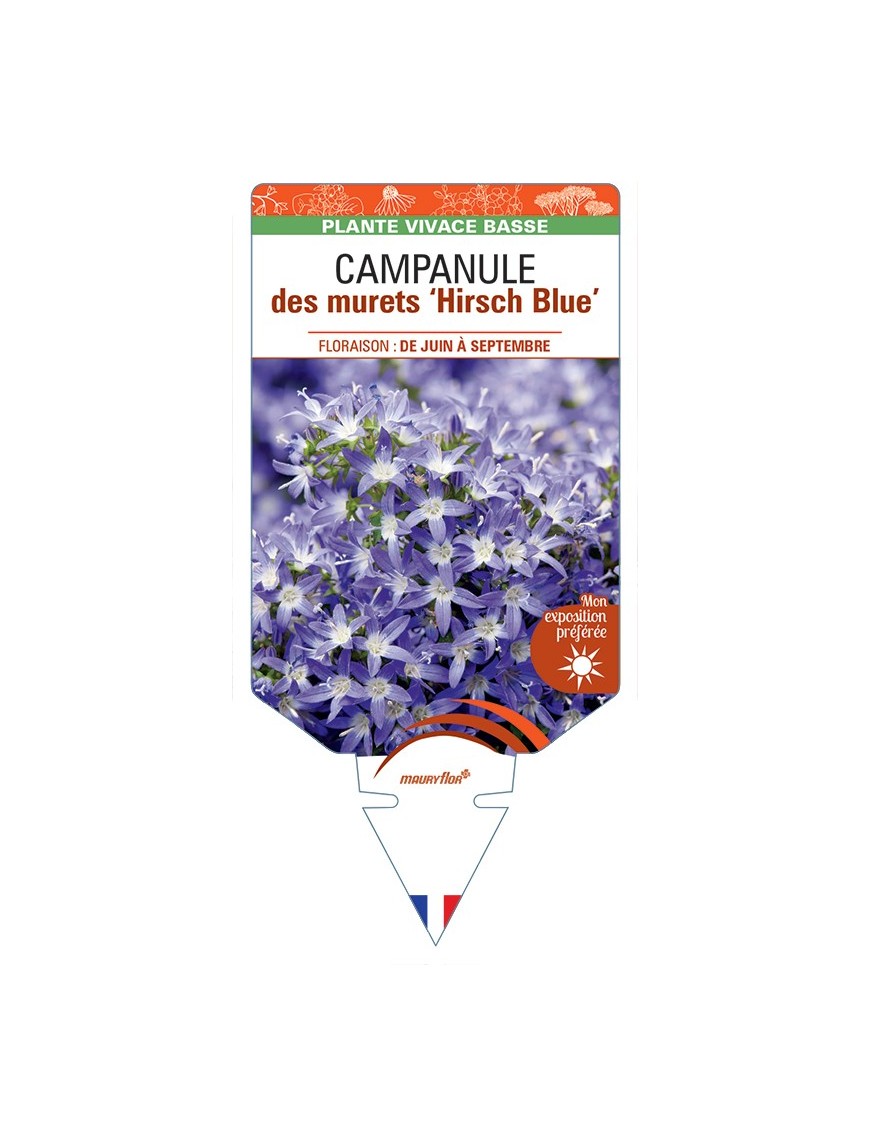 CAMPANULA poscharskyana Hirsch Blue voir Campanule des murets