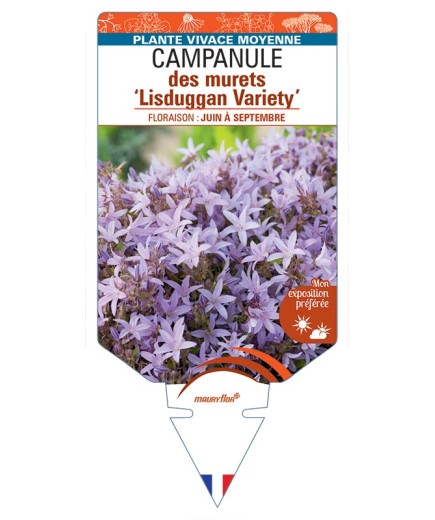CAMPANULA poscharskyana Lisduggan Variety voir Campanule des murets