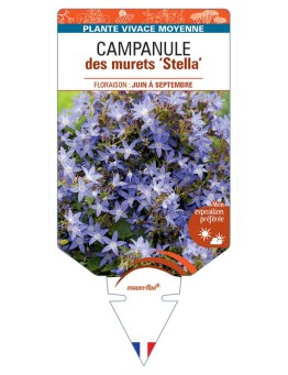 CAMPANULA poscharskyana Stella voir Campanule des murets
