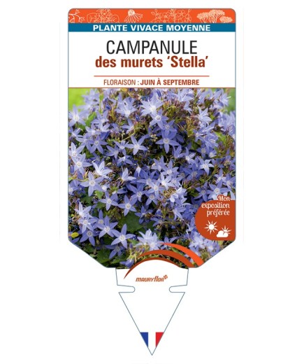 CAMPANULA poscharskyana Stella voir Campanule des murets