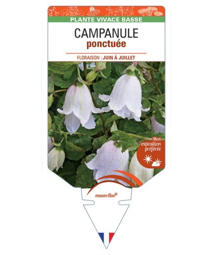 CAMPANULA PUNCTATA PONCTUÉE (blanc)