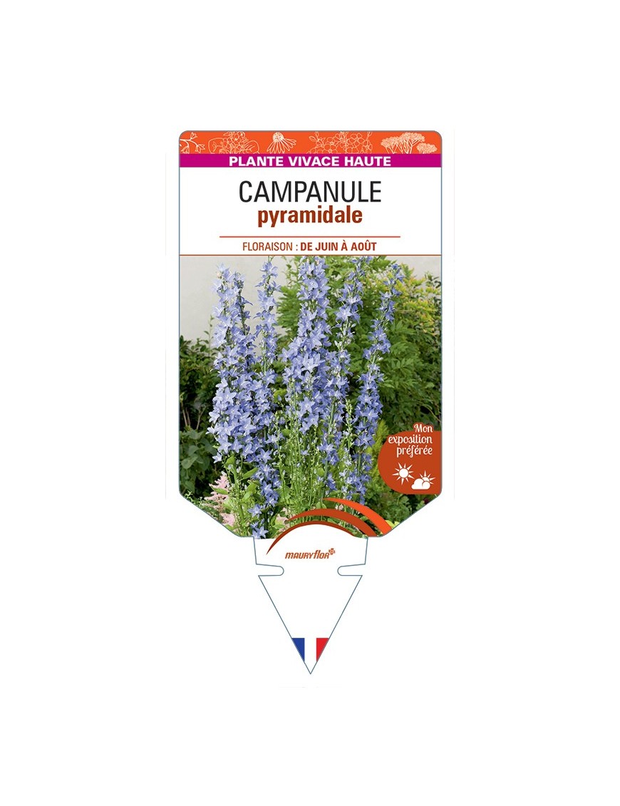 CAMPANULA pyramidalis (bleu)