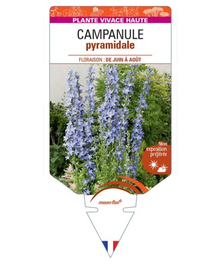 CAMPANULA pyramidalis (bleu)