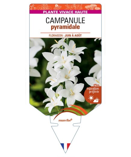 CAMPANULA pyramidalis Alba voir Campanule pyramidale