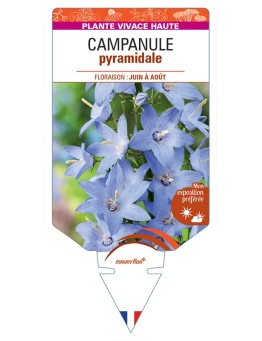 CAMPANULA pyramidalis voir Campanule pyramidale
