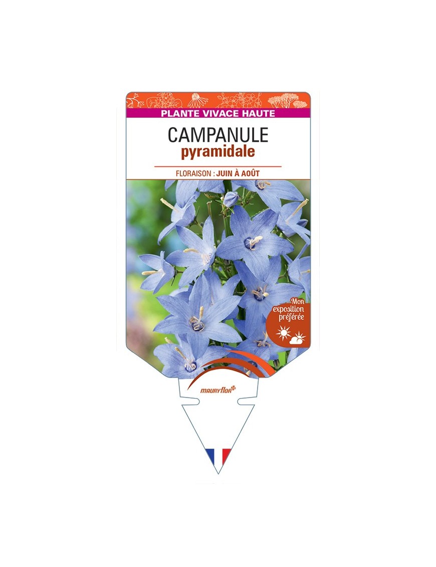 CAMPANULA pyramidalis voir Campanule pyramidale
