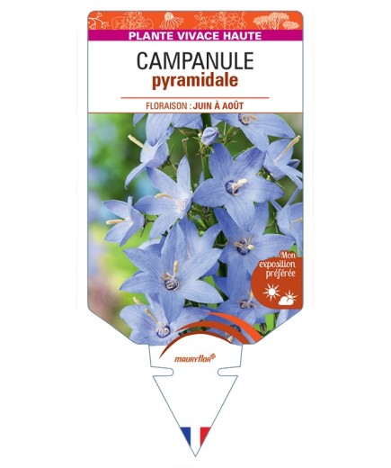 CAMPANULA pyramidalis voir Campanule pyramidale