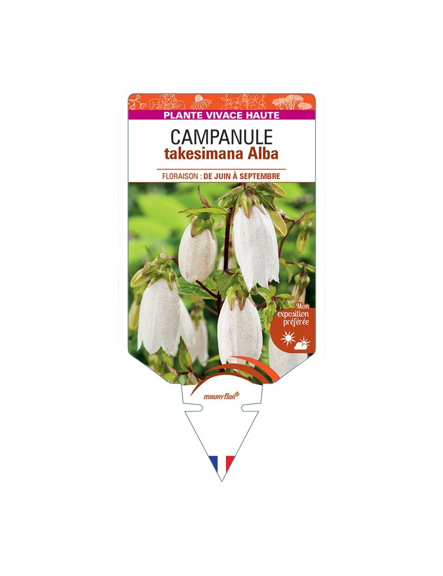 CAMPANULA takesimana Alba